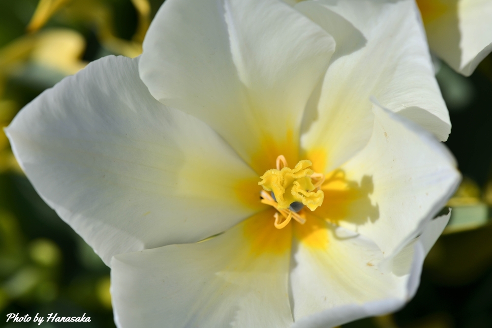 チューリップ・プリシマブロンド