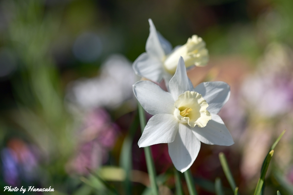 ラッパスイセン・マウントフット