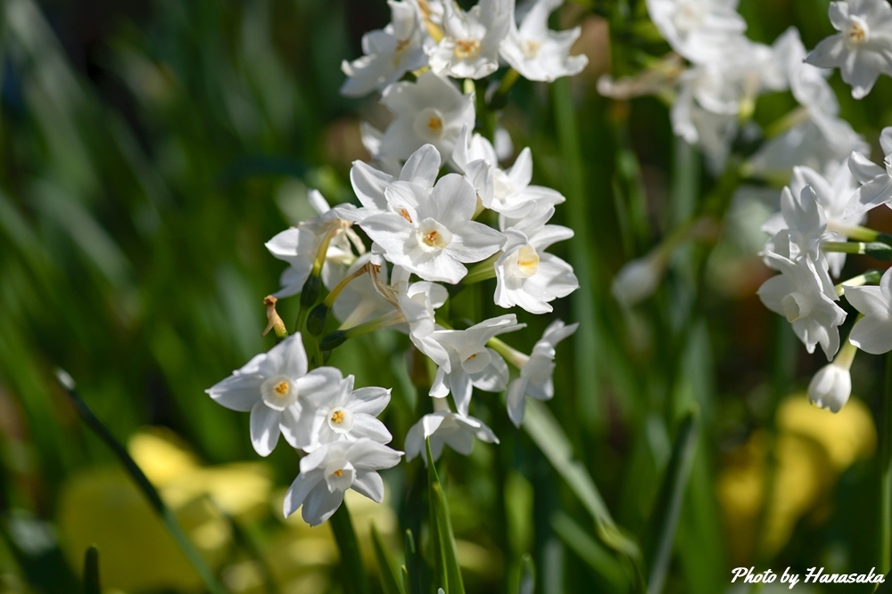 フサザキスイセン