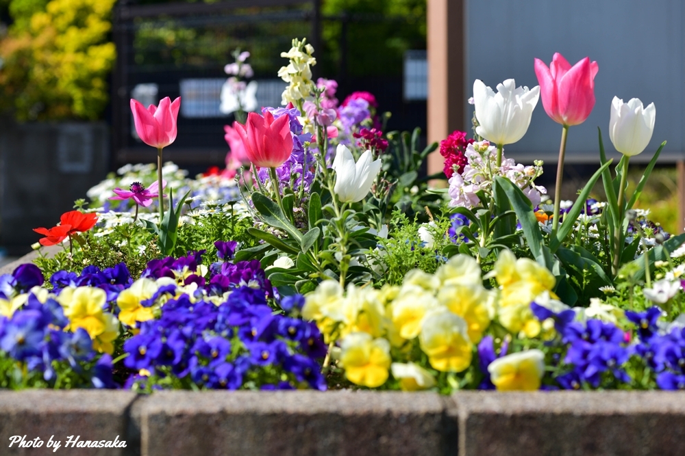 チューリップ（トライアンフ系）とビオラ