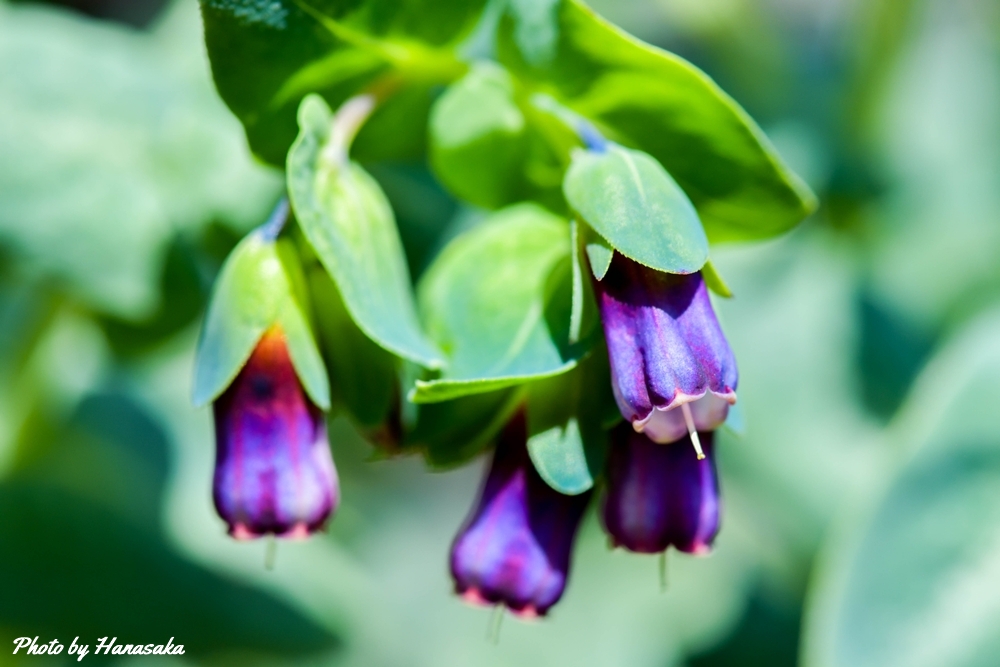 ブルーハニーワート