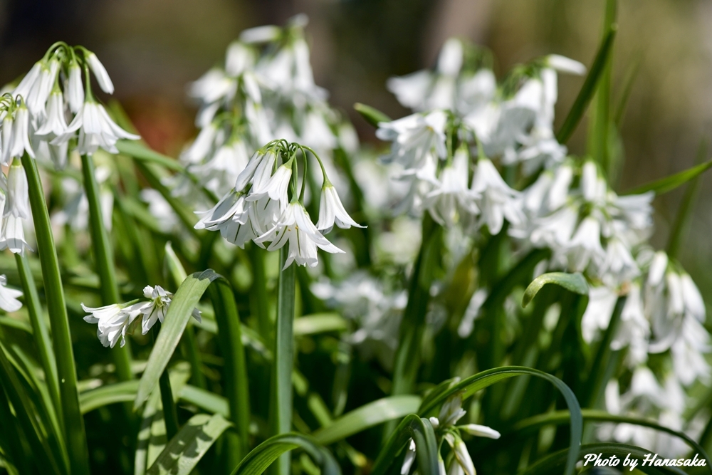 アリウム・トリケトラム