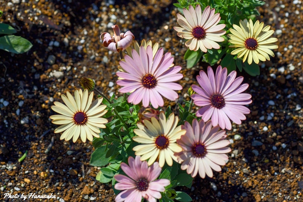 オステオスペルマム