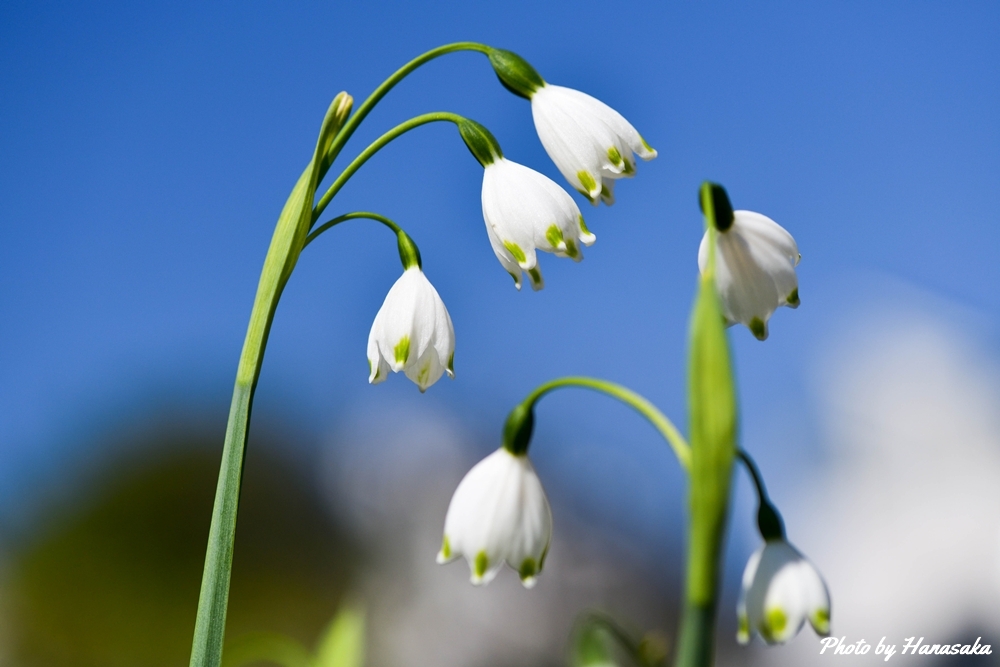 スノーフレーク