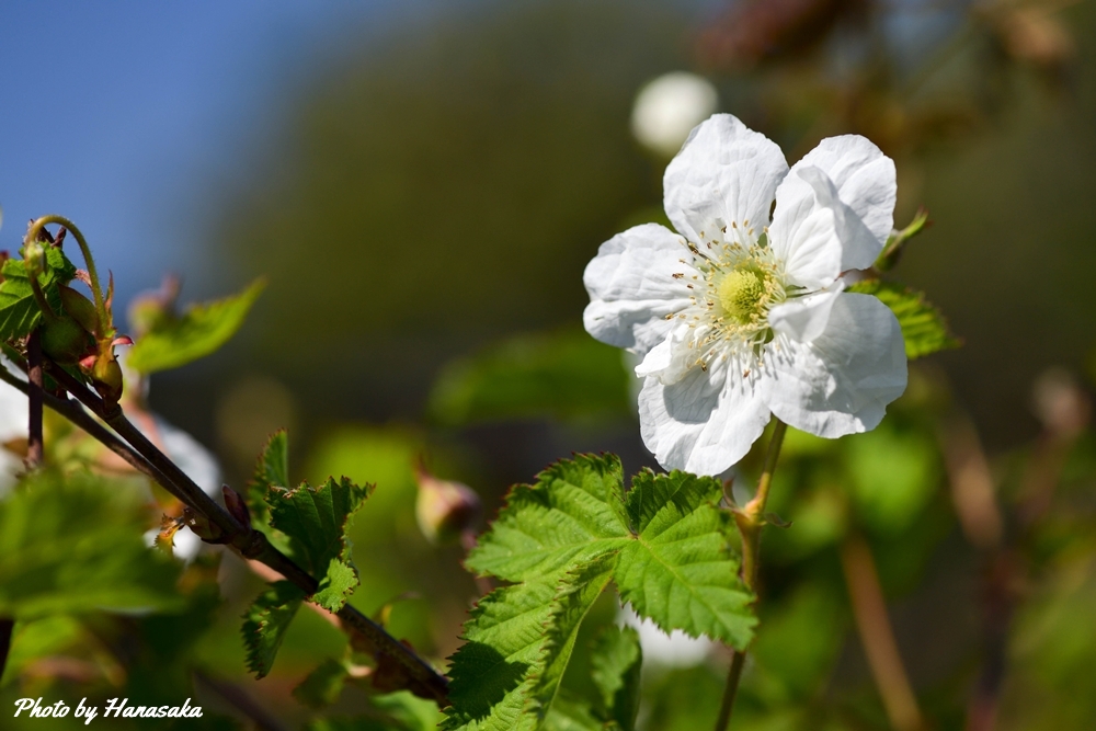 ブラックベリー