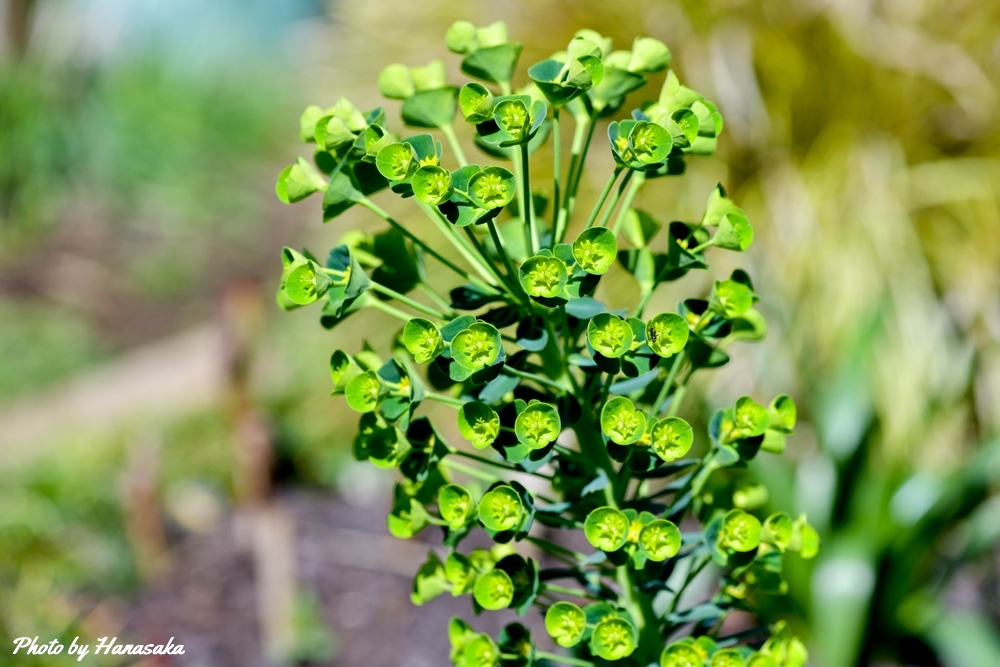 ユーフォルビア・カラキアス