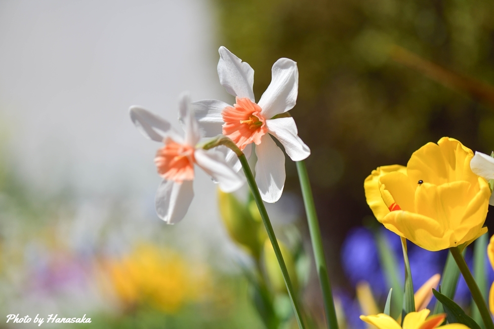 スイセン・ピンクチャーム