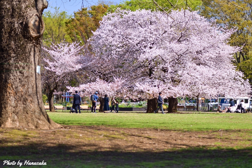 砧公園のソメイヨシノ
