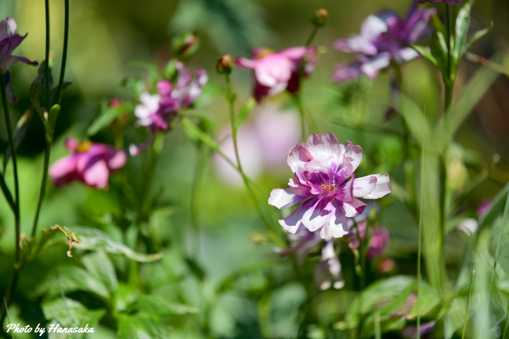 ラナンキュラス・ラックス