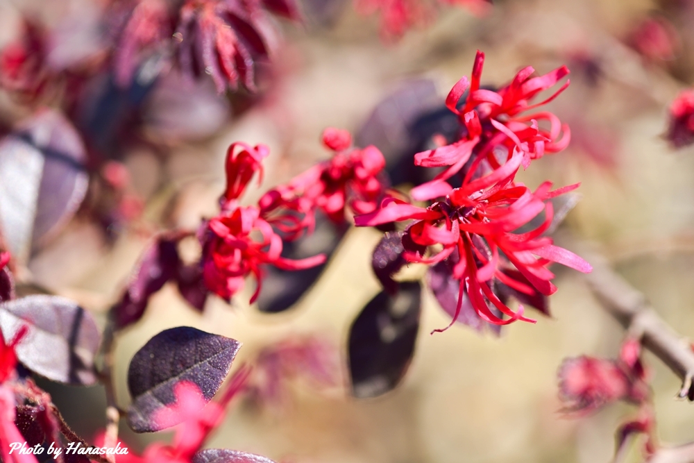 チャイニーズ・ロロペタルム