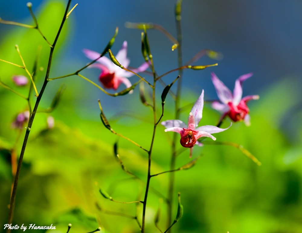ヒメイカリソウ