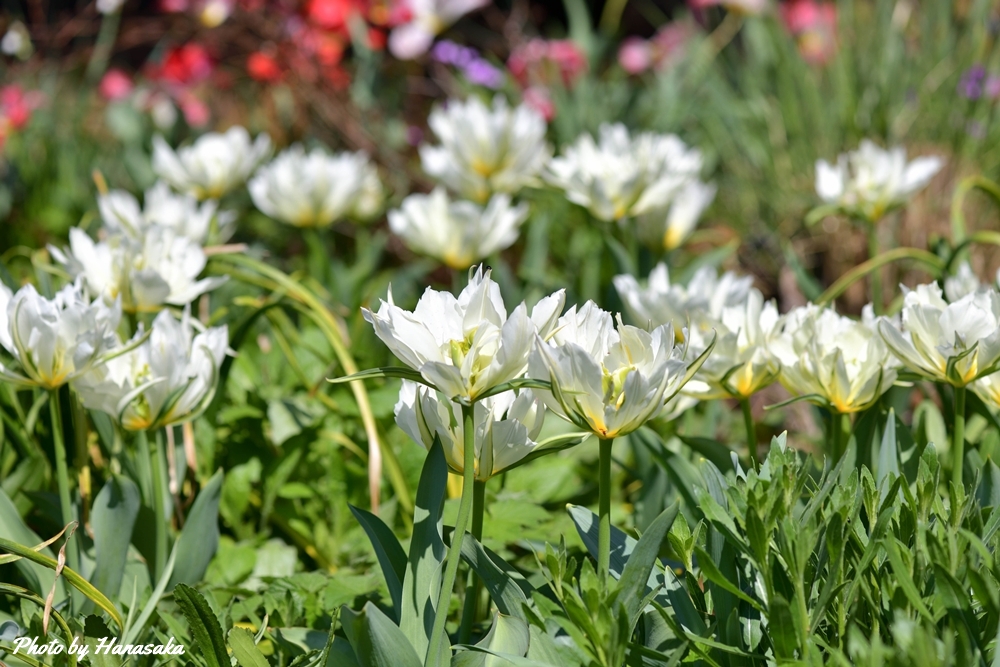 チューリップ・ヤエザキホワイトバレー