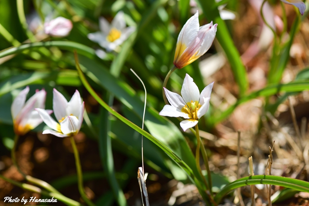 チューリップ・ヒルテカヒルデ