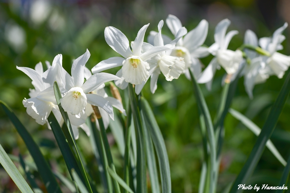 ナルキッスス・トリアンドルス