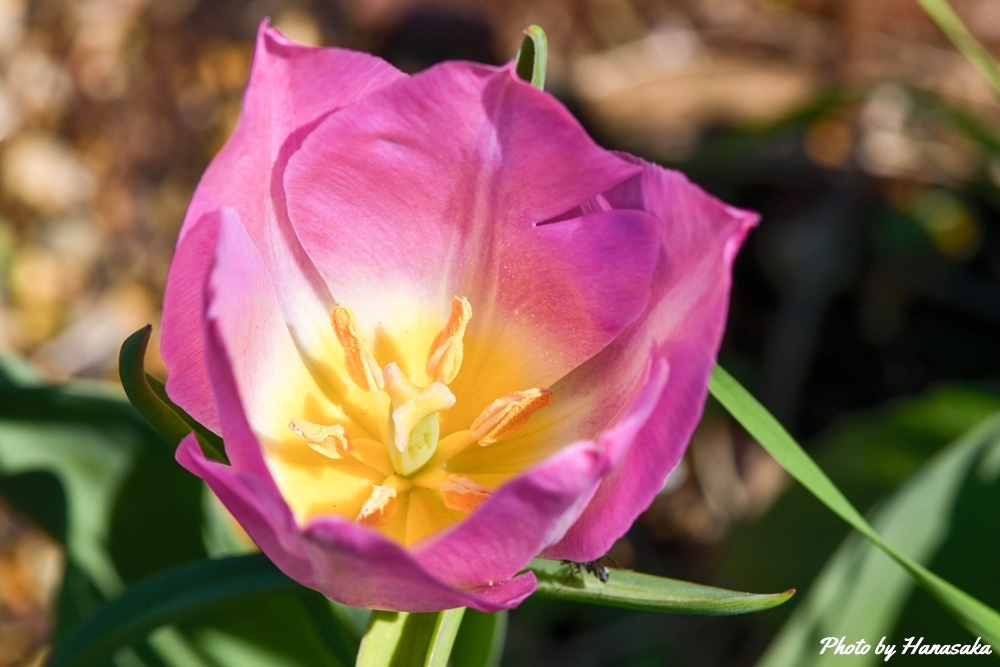 チューリップ（トライアンフ系）