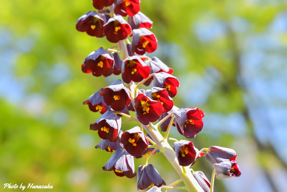 フリチラリア・ペルシカ