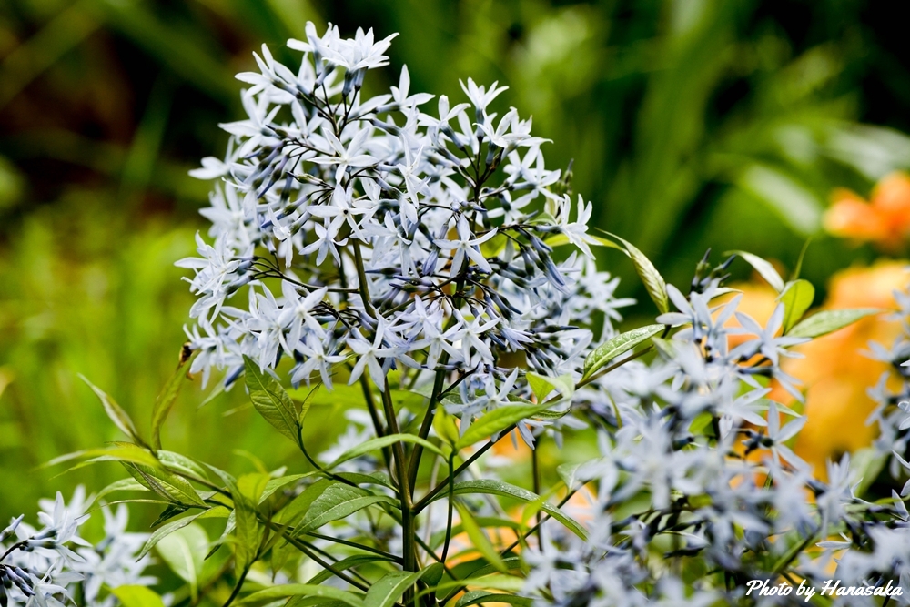 アムソニアストームクラウド