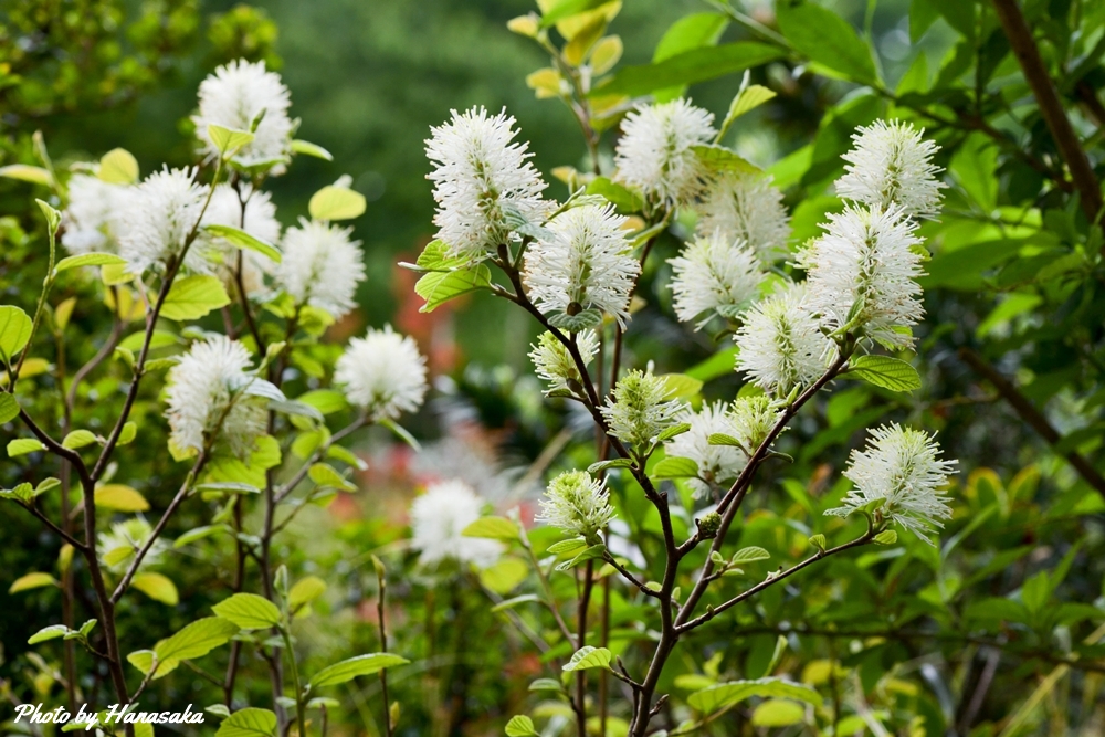 シロバナマンサク