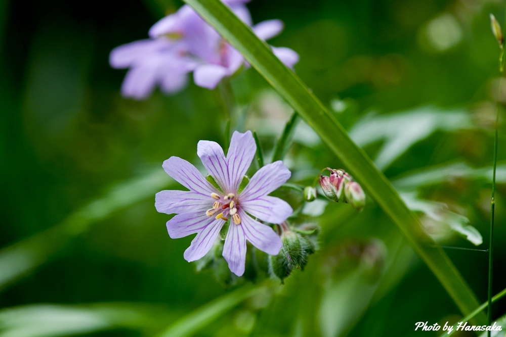 ピレネーフウロ