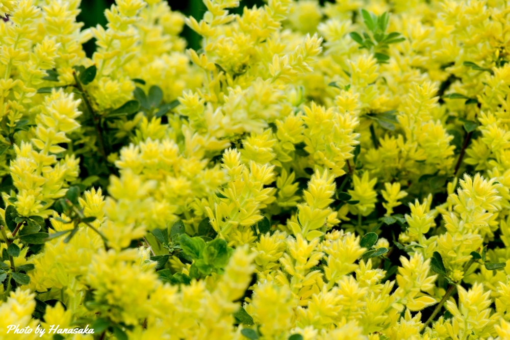 ロータスブリムストーン