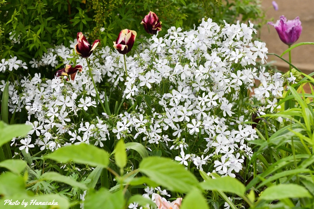 フロックス・ディバリカタ