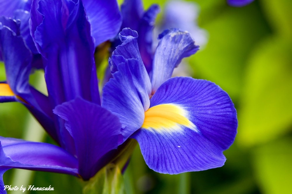 ダッチアイリス