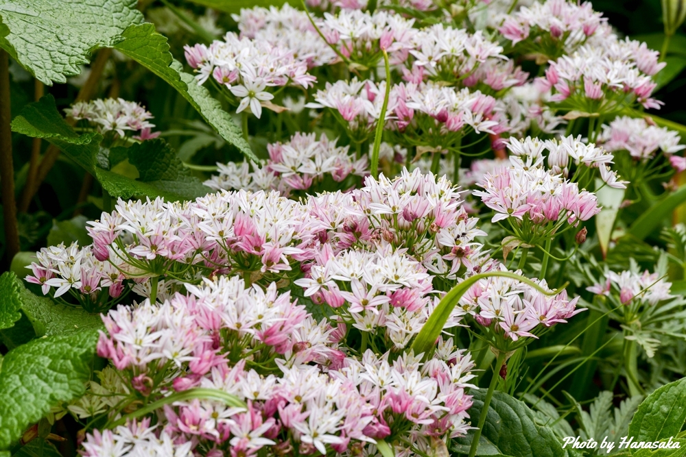 アリウム・カメレオン