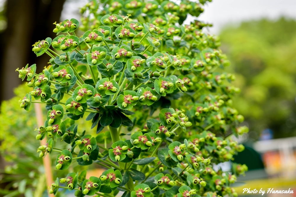 ユーフォルビア・カラキアス