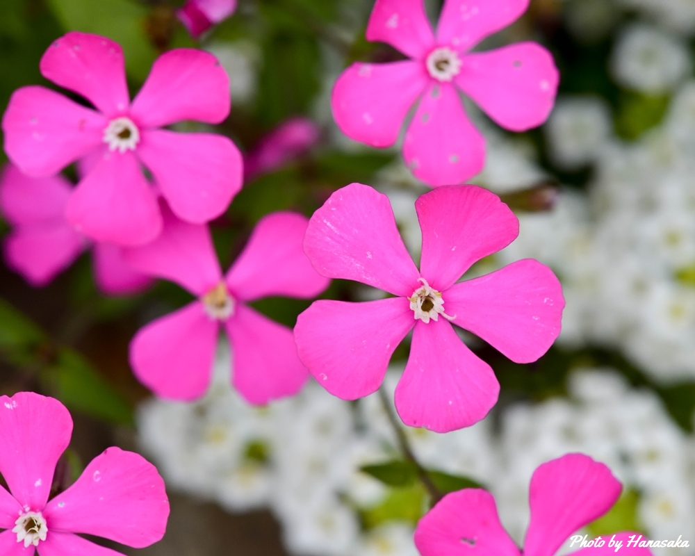 シレネ・カロリニアナ