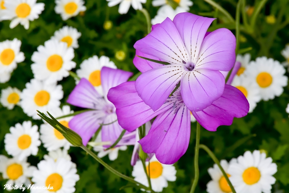 ムギセンノウとノースポール