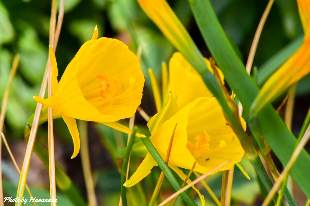 ナルキッスス・バルボコディウム