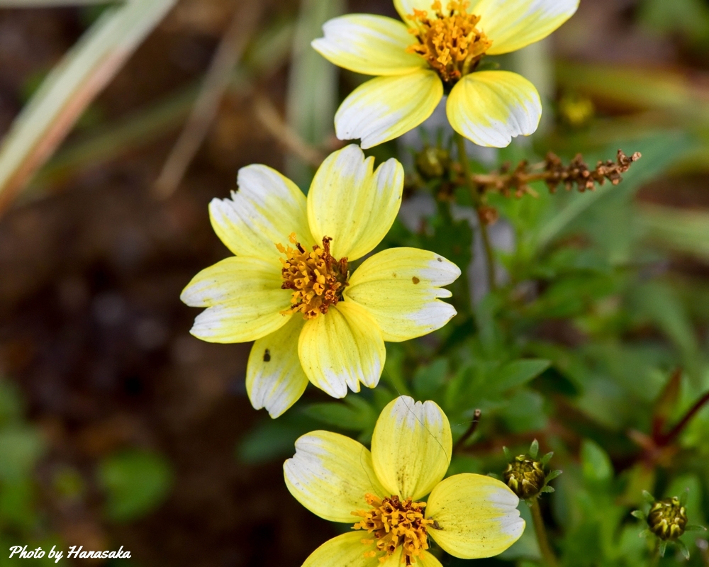 ウインターコスモス