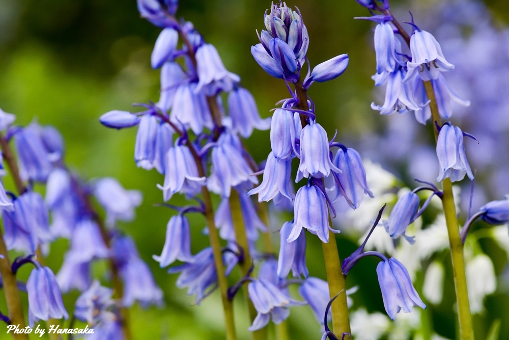 ツリガネスイセン