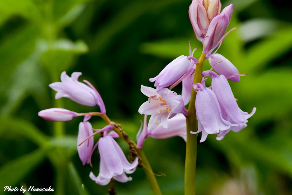 ツリガネスイセン