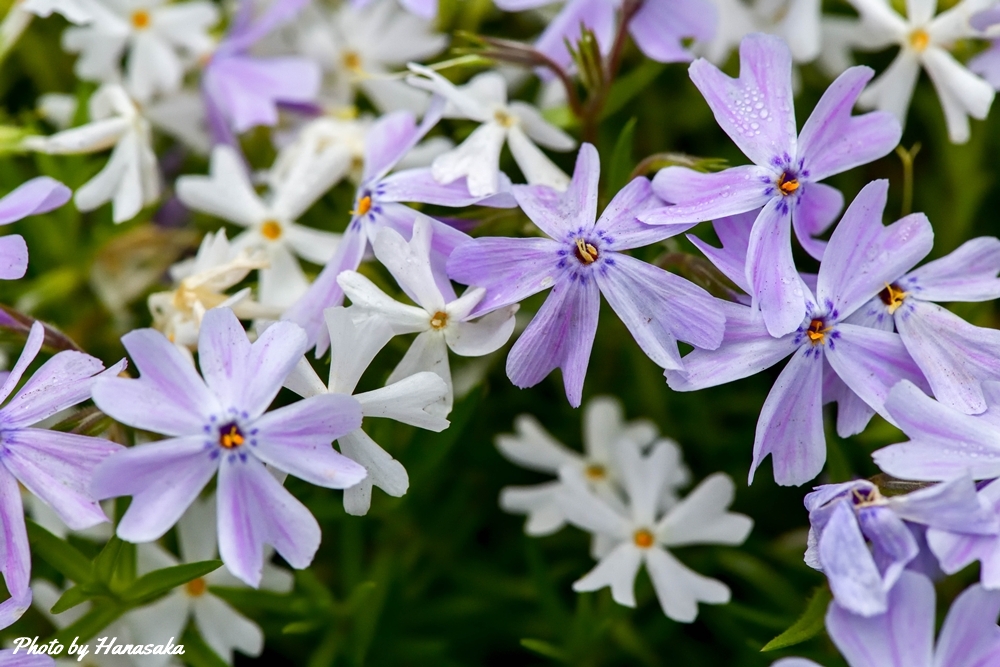 シバザクラ・エメラルドクッションブルー