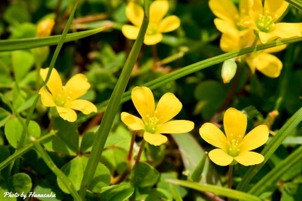 カタバミ