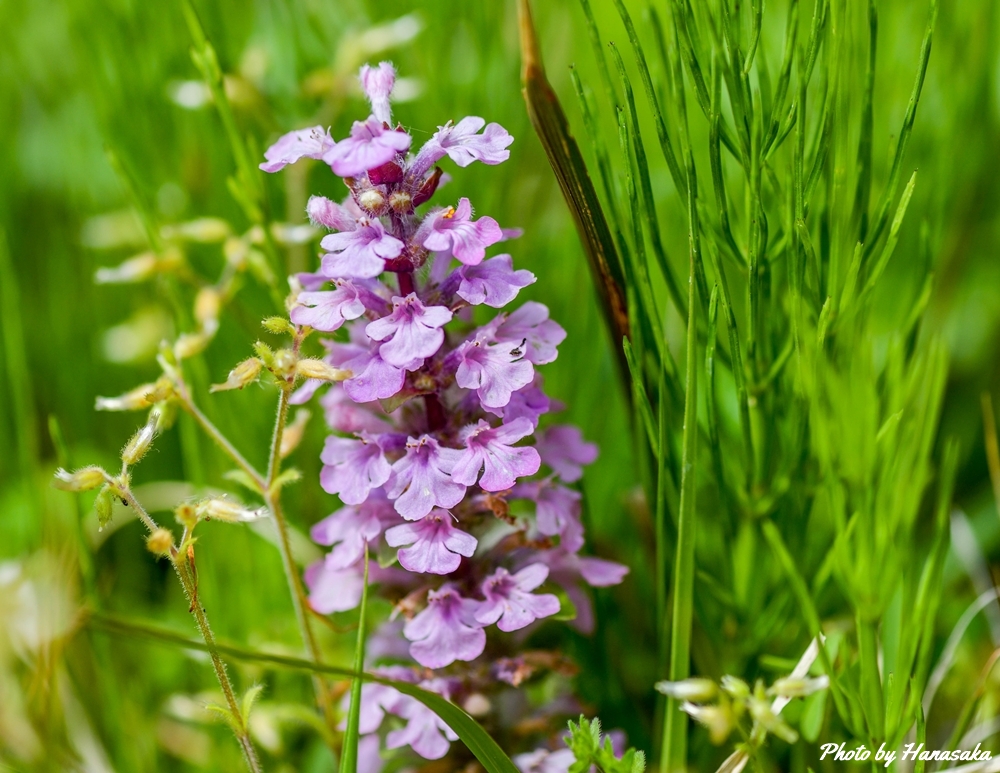 アジュガ（ピンク）