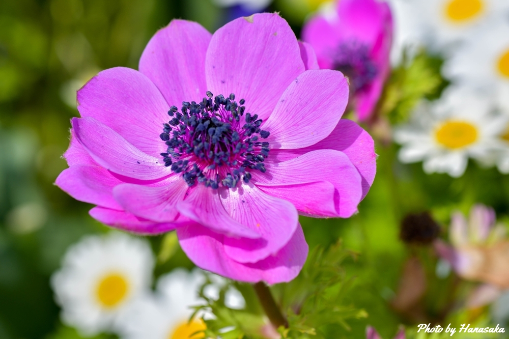 アネモネ