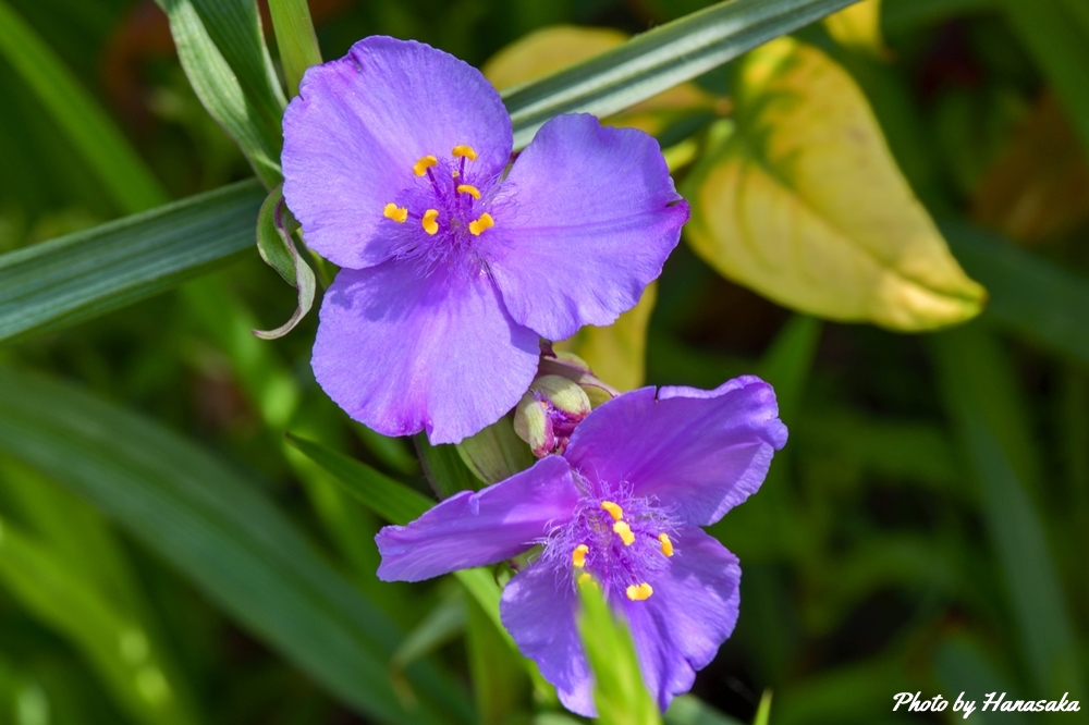 ムラサキツユクサ