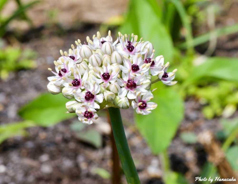 アリウム・シルバースプリング