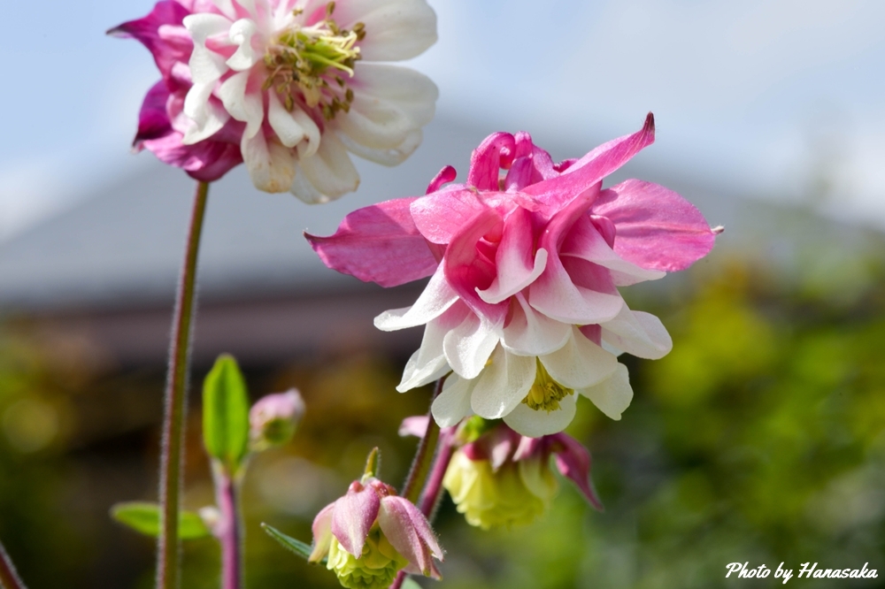 セイヨウオダマキ