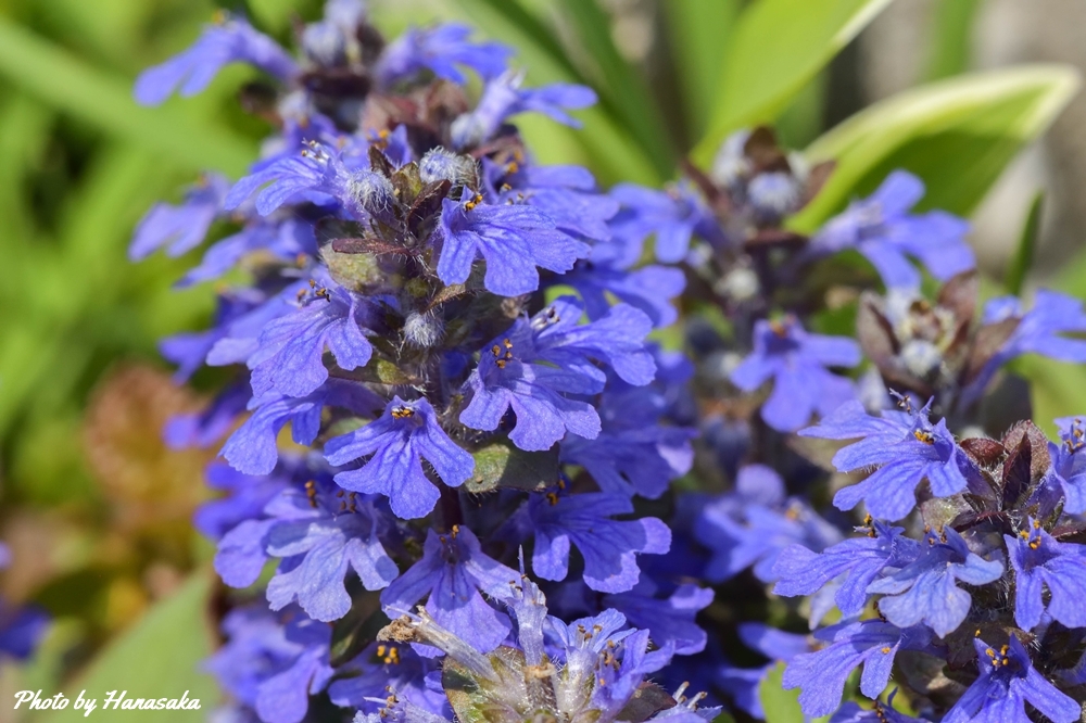 アジュガ（ムラサキ）