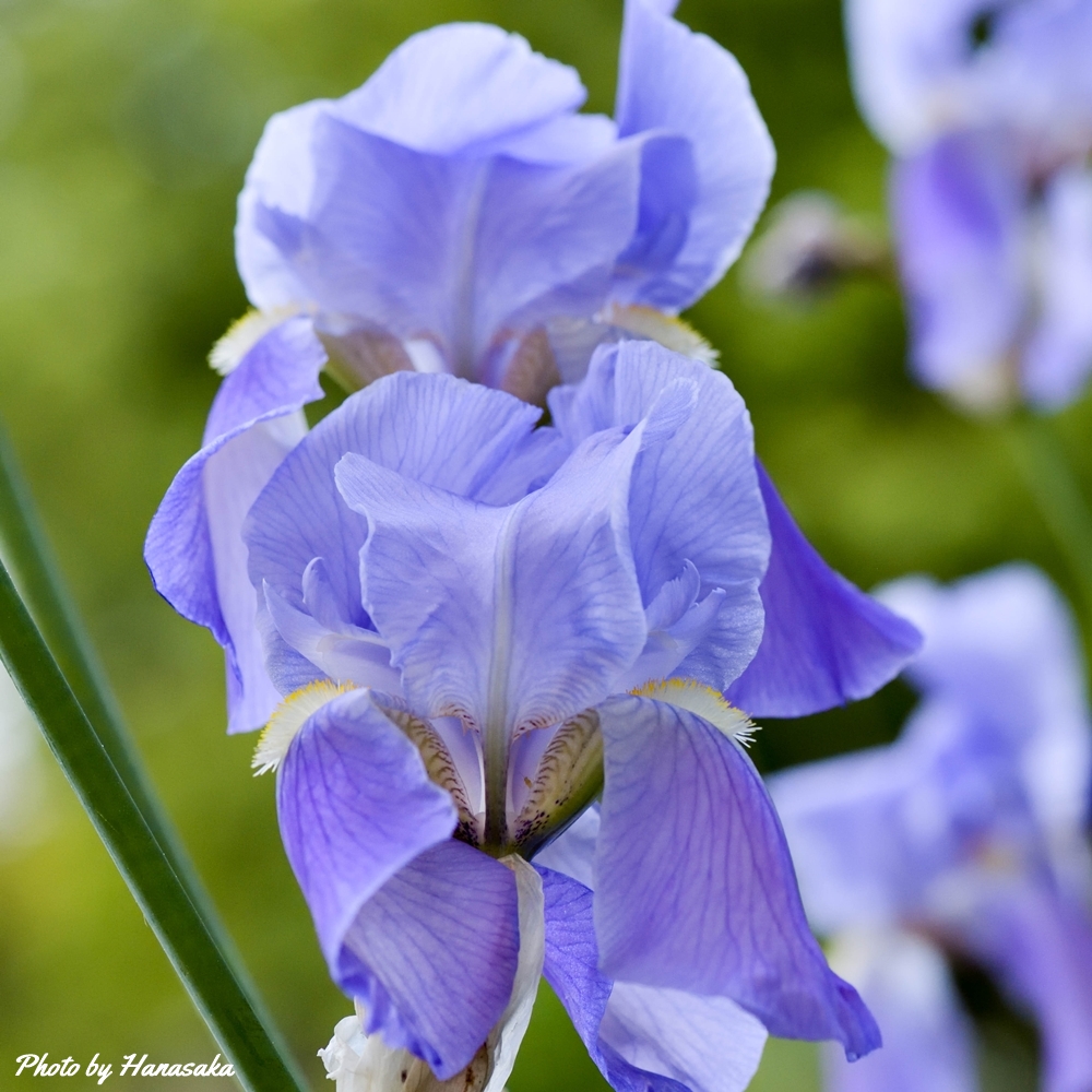 ジャーマンアイリス