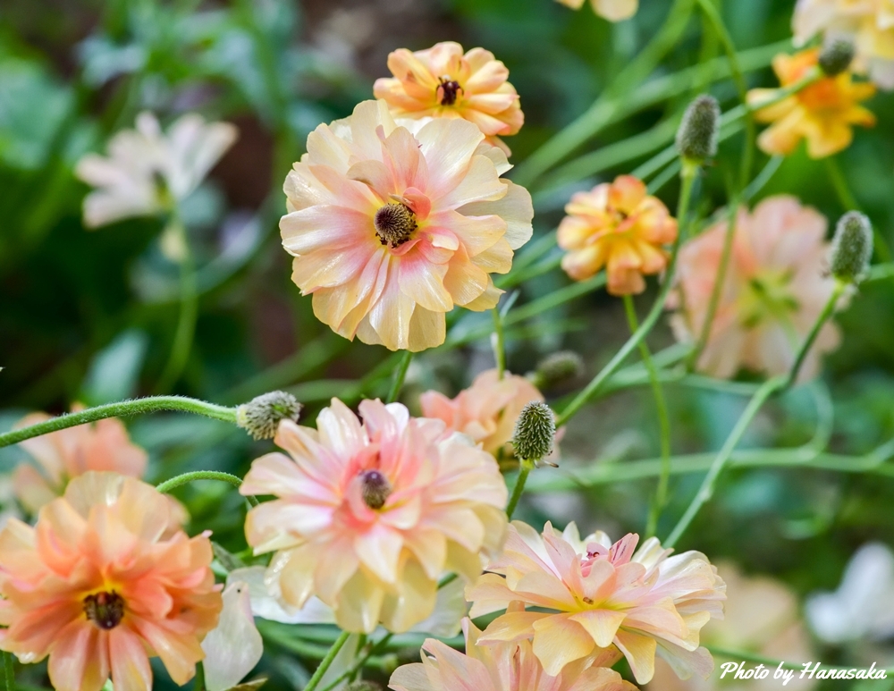 ラナンキュラス