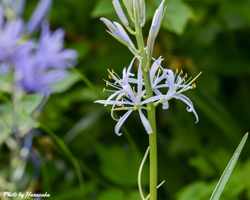 カマシア・クシキー