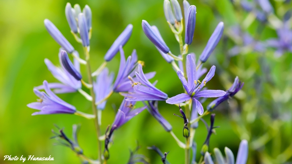 カマシア・ライヒトリニー