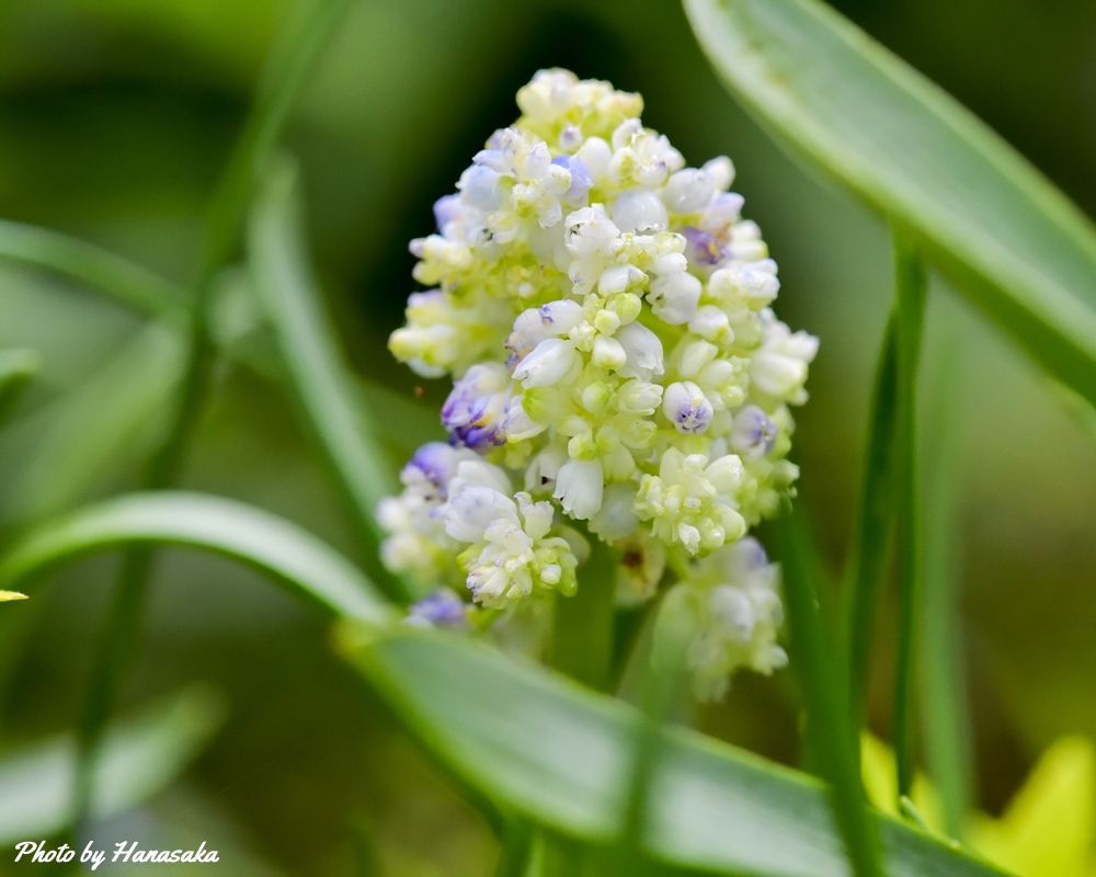 ムスカリ・レディマドンナ