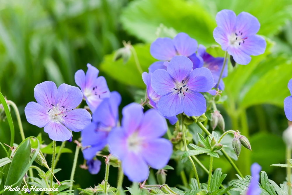 ゲラニウム・ロザンネイ