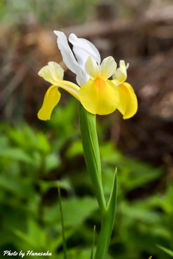 ダッチアイリス