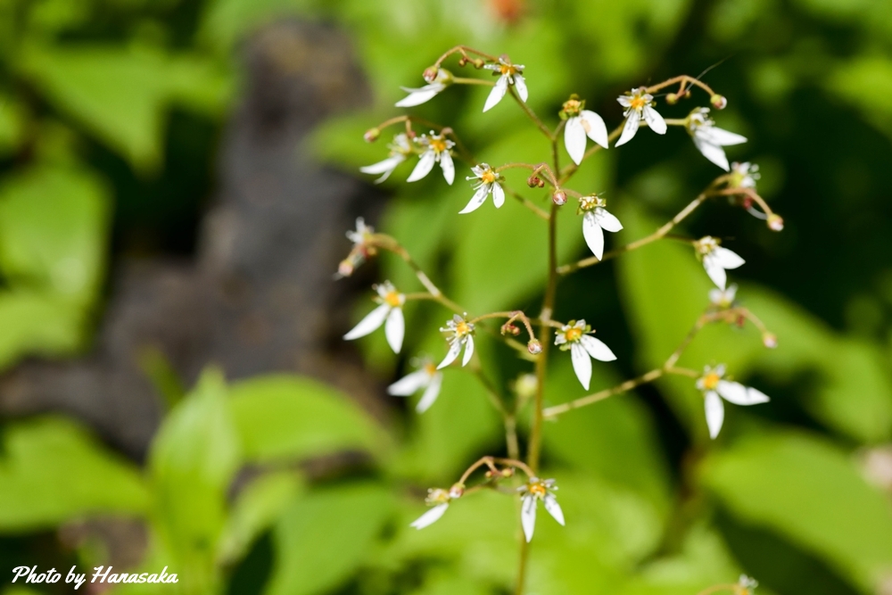 ユキノシタ